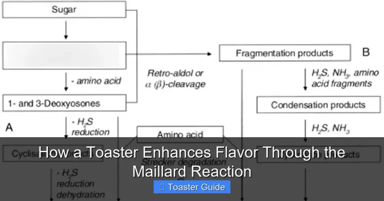 How a Toaster Enhances Flavor Through the Maillard Reaction