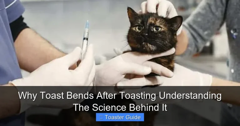 Why Toast Bends After Toasting Understanding The Science Behind It