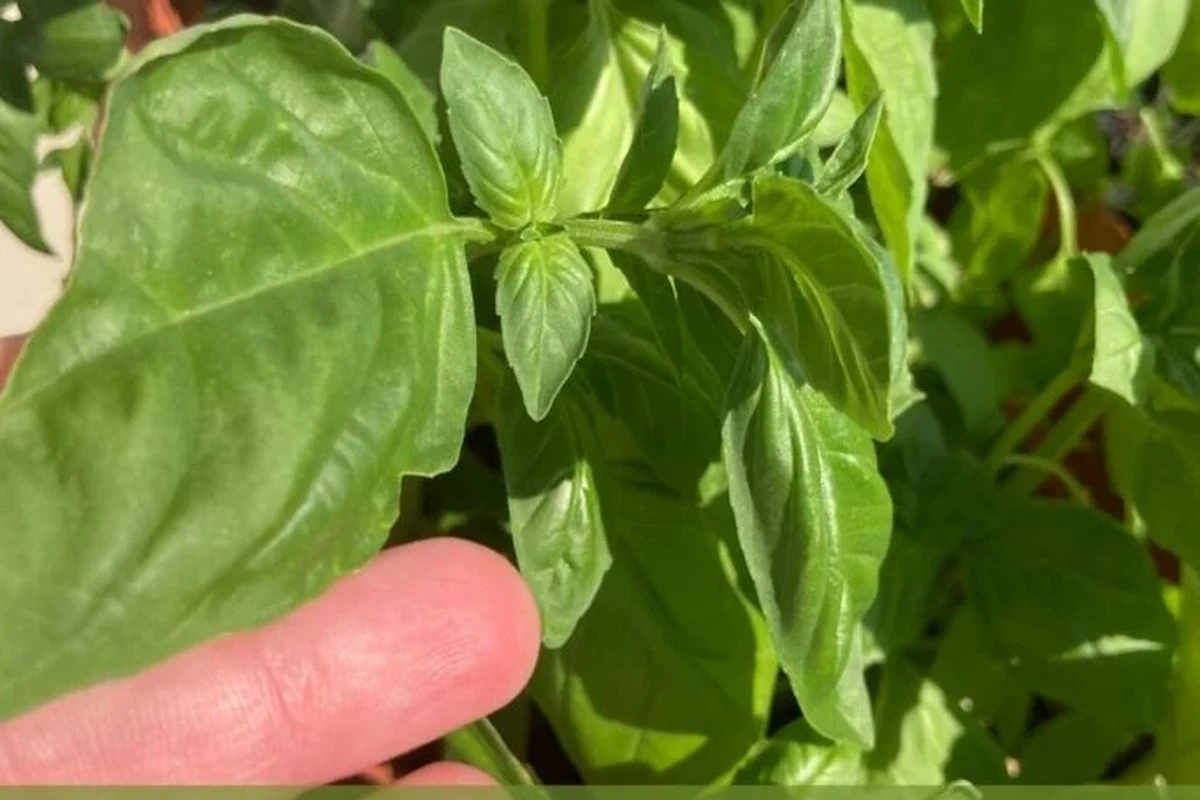 Basil paste beside fresh basil leaves and measuring spoons on a kitchen counter