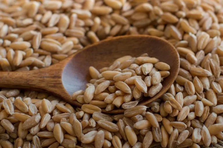Is Pasta a Grain What You Need to Know